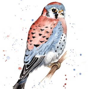 Stampa ad acquerello del Gheppio americano. biglietto di auguri di gheppio. Arte del gheppio. Decorazione da parete Gheppio. Regalo del gheppio.