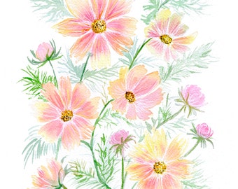 Cosmos flower watercolour print. Pink, yellow cosmos flower art.
