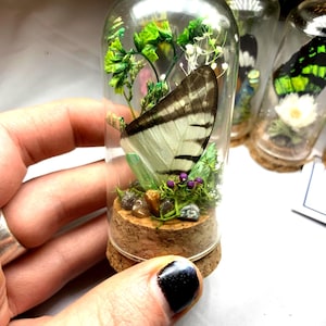 Puede incluir: Un terrario de cúpula de cristal transparente con un ala de mariposa con marcas negras y blancas, rodeada de follaje verde, pequeñas flores moradas y piedras. El terrario tiene una base de corcho.