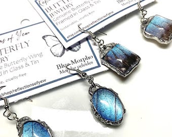 ペルー産モルフォ・ポルティス（PE） - 野生捕獲 - 本物の青い