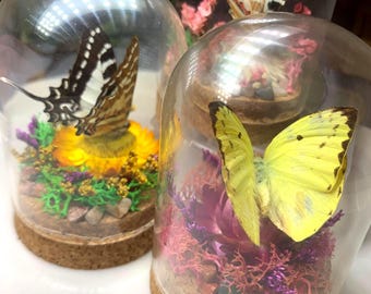 Echter Schmetterling Glas Terrarium Display: Ethisches Insekt & Botanischer Garten Taxidermy Glaskuppel Kunst ~ Schwalbenschwanz Gelber Schwefel Schwertschwanz