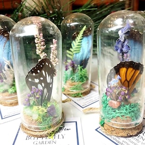 Exhibición de terrario de vidrio con alas de mariposa reales: Arte de cúpula de vidrio con taxidermia de insectos y jardín botánico
