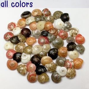 Tiny Umbonium Seashells: Natural Beach Craft, Fairy Garden Decor (120pcs/16gr, 7-10mm