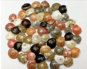 May include: A collection of small, colorful seashells in various shades of pink, orange, brown, white, and black. The shells are arranged in a random pattern on a white surface.