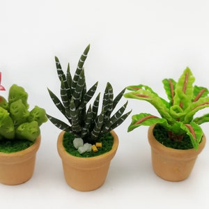 Peut inclure: Trois plantes miniatures en pot en terre cuite. Les plantes sont un cactus vert avec une fleur rouge, une succulente rayée verte et blanche et une plante rayée verte et rouge.