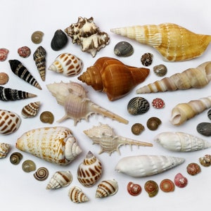May include: A collection of seashells in various shapes, sizes, and colors, including white, brown, pink, and black. The shells are arranged in a circle on a white background.