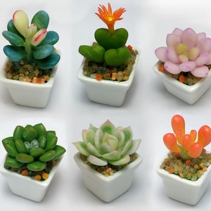 Peut inclure: Six plantes succulentes miniatures dans des pots en céramique blanche. Les succulentes sont de différentes couleurs, notamment le vert, le bleu, le rose et l'orange.