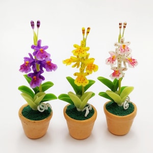 以下が含まれることがあります： 3つのミニチュア鉢植えの蘭の植物。蘭はテラコッタの鉢に入っていて、緑の葉があります。蘭は紫、黄、白で、ピンクのアクセントが付いています。