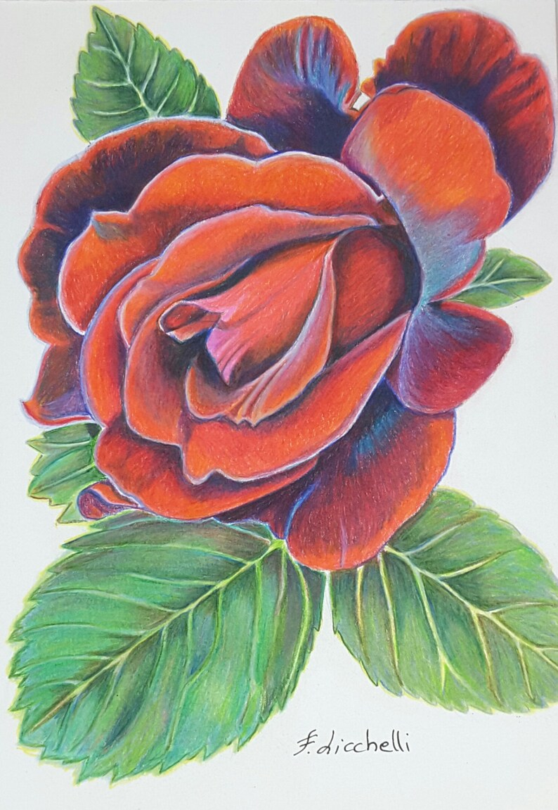 Red rose drawing floral painting botanical drawing style rose Etsy