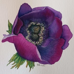 Acquerello originale – Fiore di anemone viola intenso – Dipinto botanico 20x20 su carta Arches – Dipinto floreale firmato – Dipinto di fiori viola