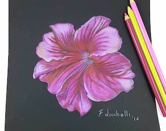 Pink petunia drawing black background original drawing floral 21x30 cm A4 floral wall art bedroom decoration fuchsia pink flower romantic