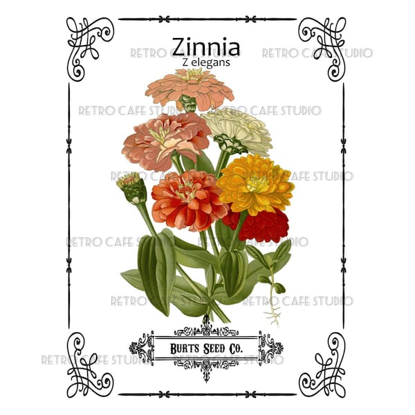 Digital Download Vintage Zinnia Flower Seed Packet Transfer Iron On Clip Art; 1050