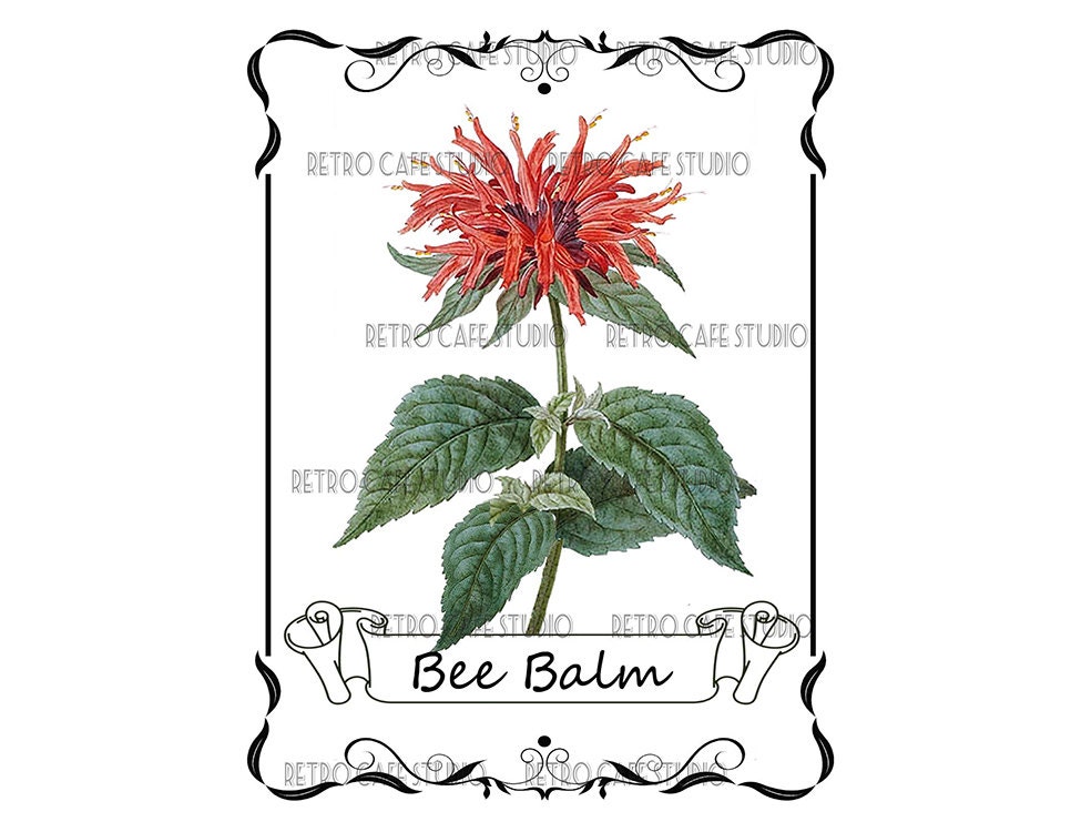 bumble bee botanicals bumble bee botanicals