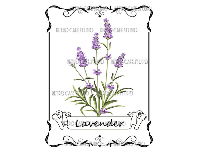 Digital Download Botanical Lavender Herb Illustration Kitchen Print image 1