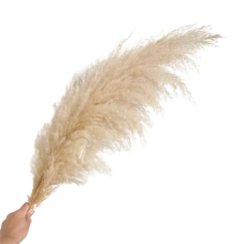 PAMPAS GRASS 7 Pieces BEST Quality Natural Dried Fluffy Pampas Grass Home Decor, Dry Boho Wedding Flower Arrangement, Bohemian Plant image 5