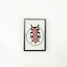 see more listings in the Insect section