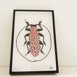 Marcelae Peritrox Lamarck c Insect Embroidery c Entomology Curiosity Cabinet Modern Embroidery c Art Textile image 3