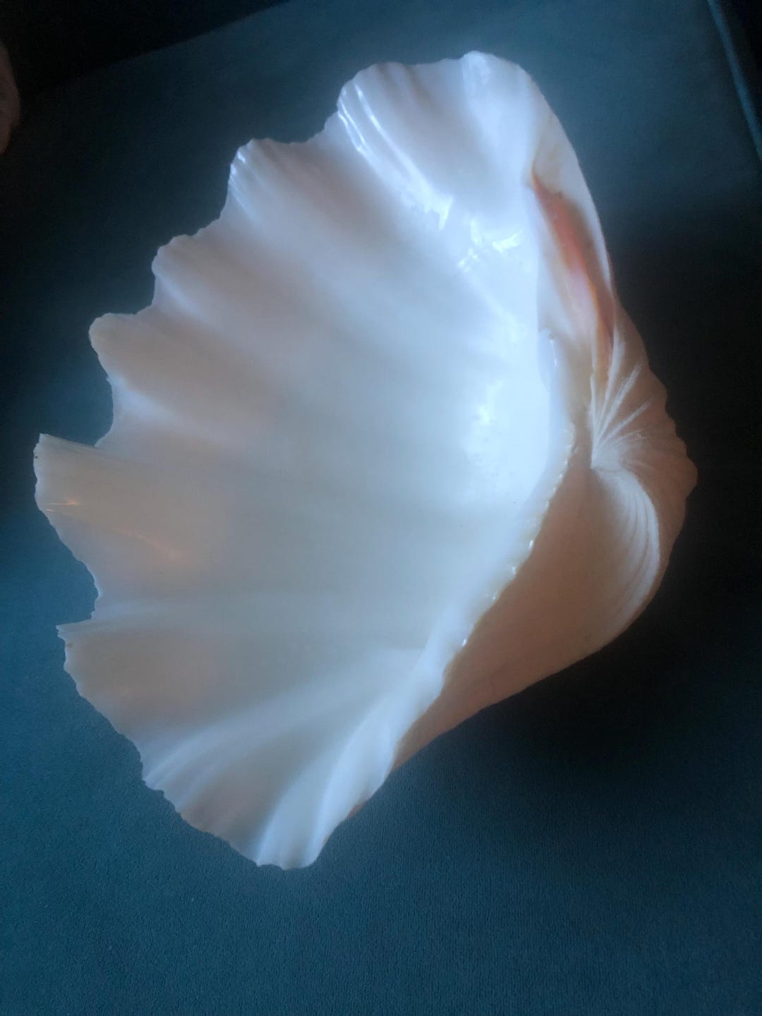 Very Nice 11” X 8” White Clam Shell From the Ocean - Etsy