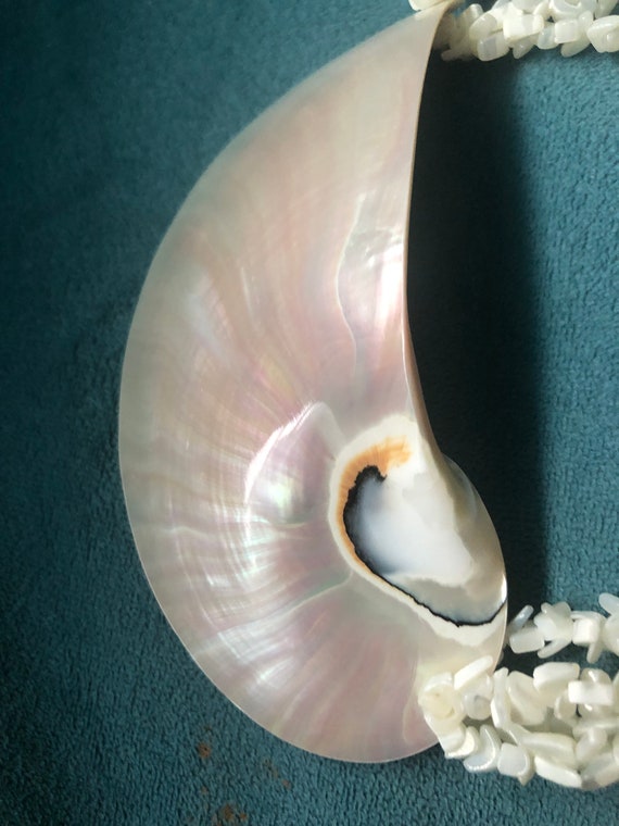 Gorgeous Stunning Polished Seashell Pendant Four … - image 9