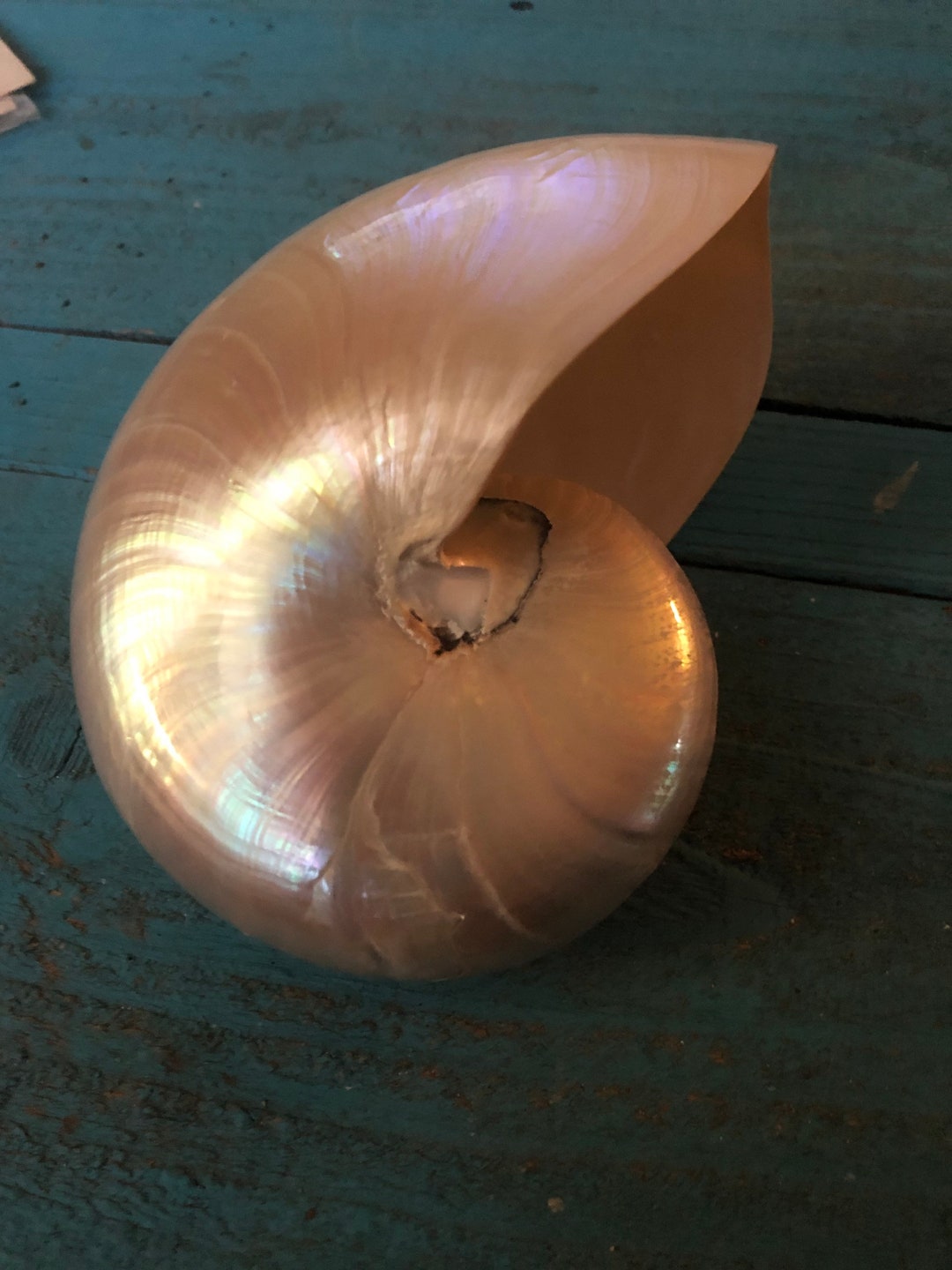 Beautiful Polished 6 Nautilus Shell From the Ocean - Etsy