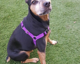 facts about easy walk harness