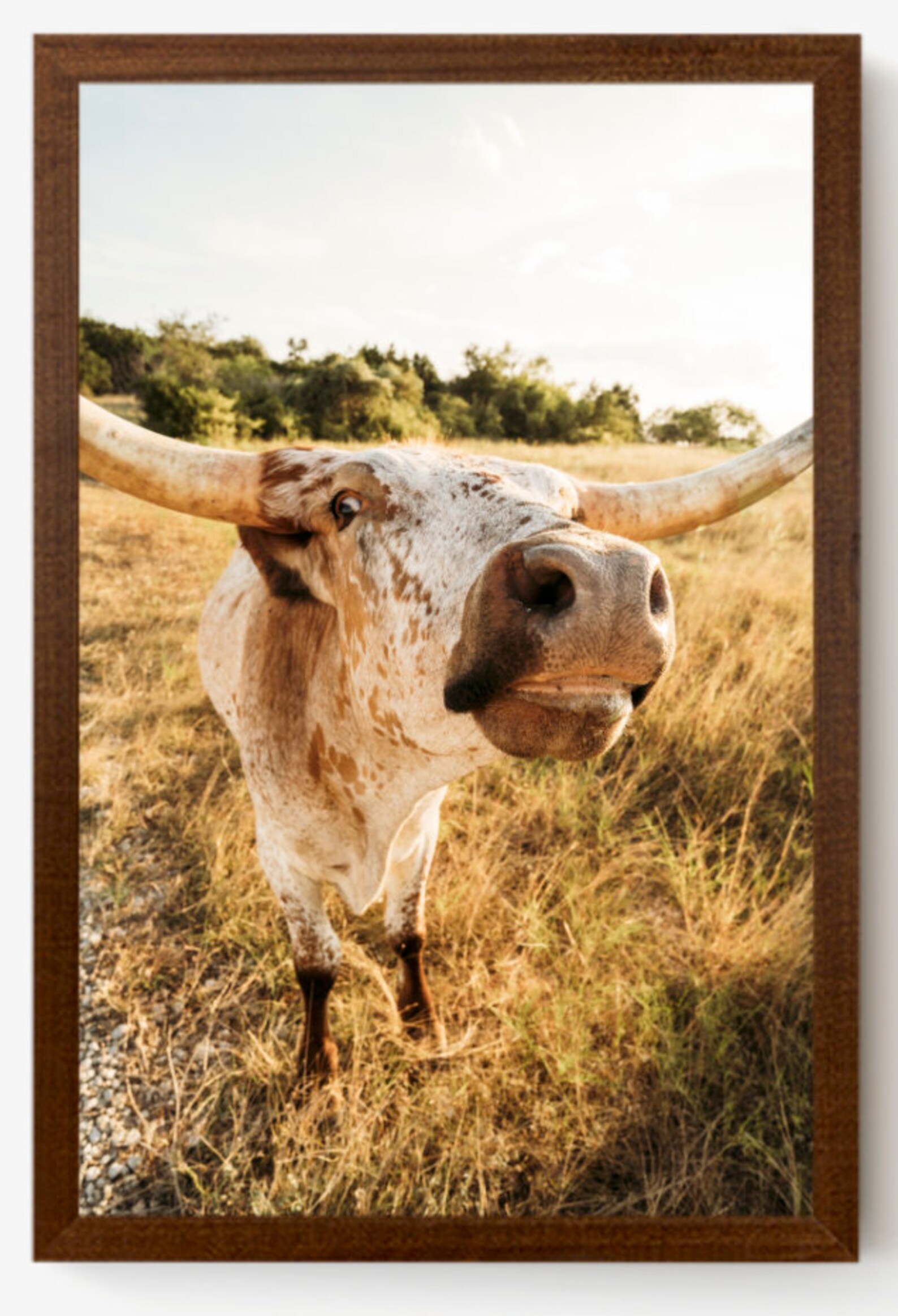 17x25 Wooden Framed Longhorn Print Etsy