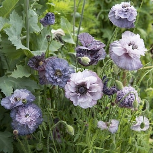 Increíbles semillas de amapola gris (Papaver rhoeas) – 150 semillas