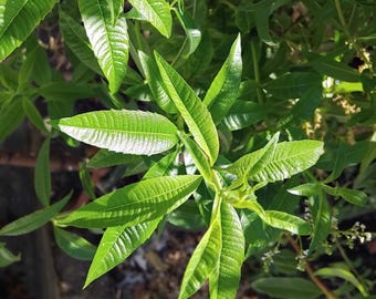 Meer dan 20 citroenverbenazaden (Aloysia citrodora) – een zeldzaam geurig kruid voor thee en culinair gebruik.