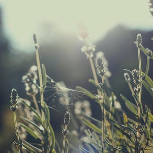 40 Seeds White Lavender, Lavandula Angustifolia Ellagance Snow, Organic Herbal Garden, Honey Bee Plant