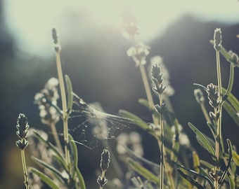 40 semillas de lavanda blanca, Lavandula Angustifolia Ellagance Snow, jardín de hierbas orgánico, planta para abejas.