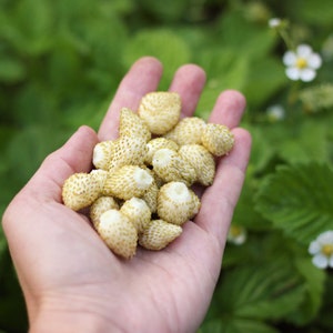 Puede incluir: Una mano sosteniendo un montón de fresas blancas con semillas verdes. Las fresas son pequeñas y redondas.