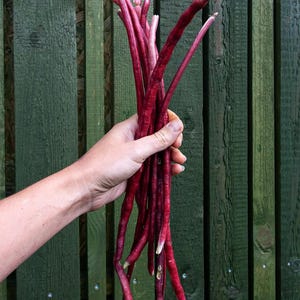 May include: A bunch of long, slender, deep red yardlong beans with smooth, firm skins and tapered ends. The beans are gathered together in a vertical cluster, displaying a vibrant, dark crimson colour throughout their entire length.