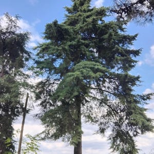 Könnte beinhalten: Ein hoher, ausgewachsener immergrüner Nadelbaum mit dichtem, dunkelgrünem nadelartigem Blattwerk und geschichteten, ausladenden Ästen, die in einen hellblauen Himmel mit vereinzelten weißen Wolken ragen, aufgenommen aus der Froschperspektive.
