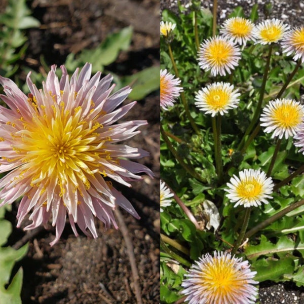 30+ Rosa Löwenzahnsamen, TARAXACUM pseudoroseum, Seltene Pflanze, Honigbienenfutterpflanze