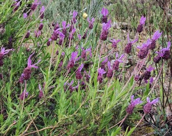 Meer dan 40 Franse lavendelzaden – Lavandula stoechas – Paarse geurige vaste plant