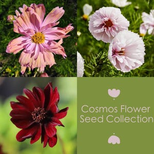 Kosmos Blomfrön Kollektion – Black Magic, Cupcakes Blush & Apricotta, 3 Unika Varianter