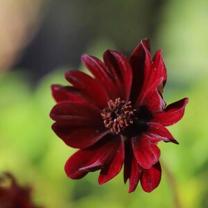 10 Cosmos atrosanguineus Black Magic-frön, sällsynt chokladkosmosblomma