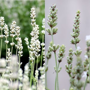 40 Samen Weißer Lavendel, Lavandula Angustifolia Ellagance Schnee, Bio-Kräutergarten, Honigbienenpflanze