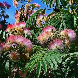 Peut inclure: Un arbre à soie en pleine floraison avec des grappes de fleurs duveteuses rose et blanc. La plante présente des feuilles vertes délicates, plumeuses et semblables à des fougères, disposées par paires sur un ciel bleu vif et dégagé.