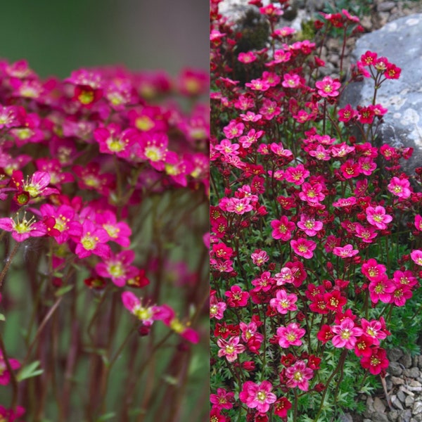 Más de 200 semillas Saxifraga Arendsii Marto Hot Rose, Red Pink Evergreen Perennial, Rock Garden, Ground Cover Plant