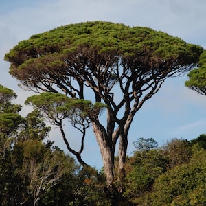 10+ Pinus pinea frön, italiensk stentall, ätbara pinjenötter