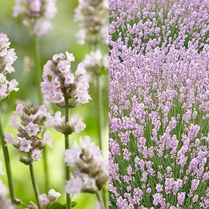 40 Samen rosa Lavendel, Lavandula Angustifolia Ellagance Pink, Bio-Garten, aromatische Kräuter