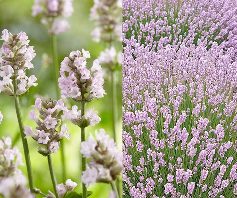 40 Seeds Pink Lavender, Lavandula Angustifolia Ellagance Pink, Organic ...