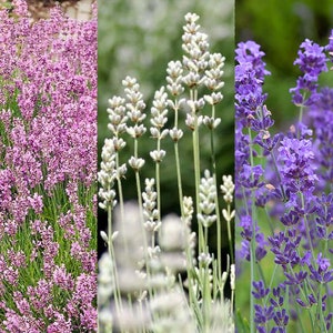 100 Samen Lavendel-Set, weiß rosa lila Lavendel, Lavandula Angistifolia Ellagance Snow, Ellagance Pink, Kräutergarten, Honigbienenpflanze