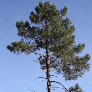 Può includere: Un alto pino con un tronco marrone strutturato e un denso fogliame aghiforme verde scuro che si estende da molteplici rami. L'albero si staglia contro un cielo azzurro chiaro e uniforme, mettendo in risalto la sua sagoma naturale.