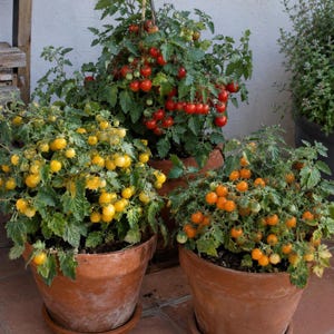 May include: Three terracotta pots containing tomato plants. One plant features bright yellow cherry tomatoes, another displays vibrant red cherry tomatoes, and the third plant is filled with small, round orange cherry tomatoes.
