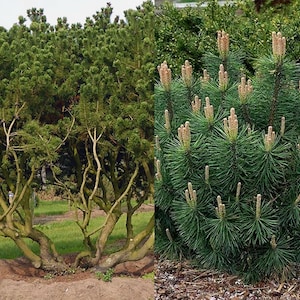 May include: Two pine trees, one with a mature, gnarled trunk and the other a younger, bushier tree with new growth. Both trees have green needles and are in a natural setting.
