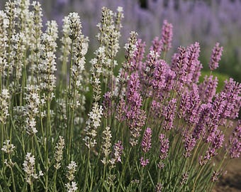 Set de 80 semillas de lavanda, lavanda blanca y rosa, Lavandula angistifolia Ellagance Snow, Ellagance Pink, jardín de hierbas, planta de miel de abeja