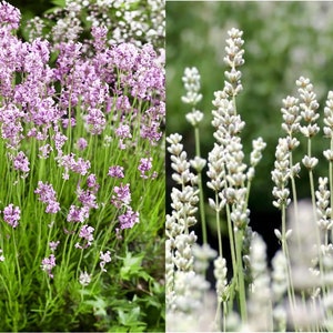 80 Samen Lavendel Set, weißer rosa Lavendel, Lavandula Angistifolia Ellagance Schnee, Ellagance Pink, Kräutergarten, Honigbiene Pflanze