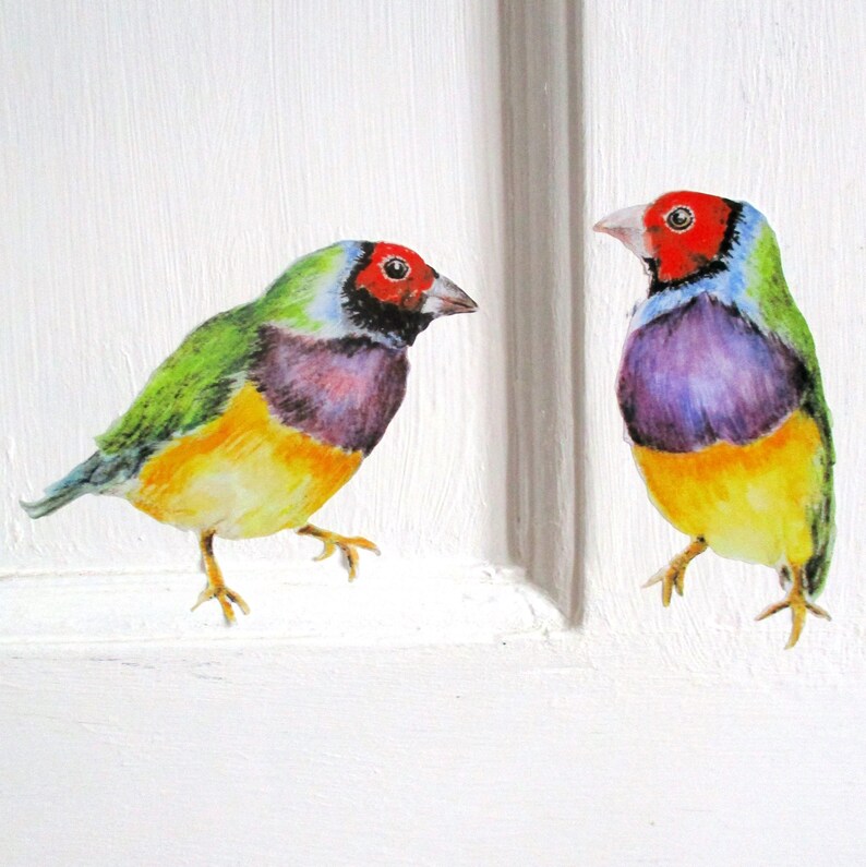 Gouldian Finches Bird Wall Stickers Colorful Decor Rainbow Decals Finch Art Brightly Coloured Tattoo